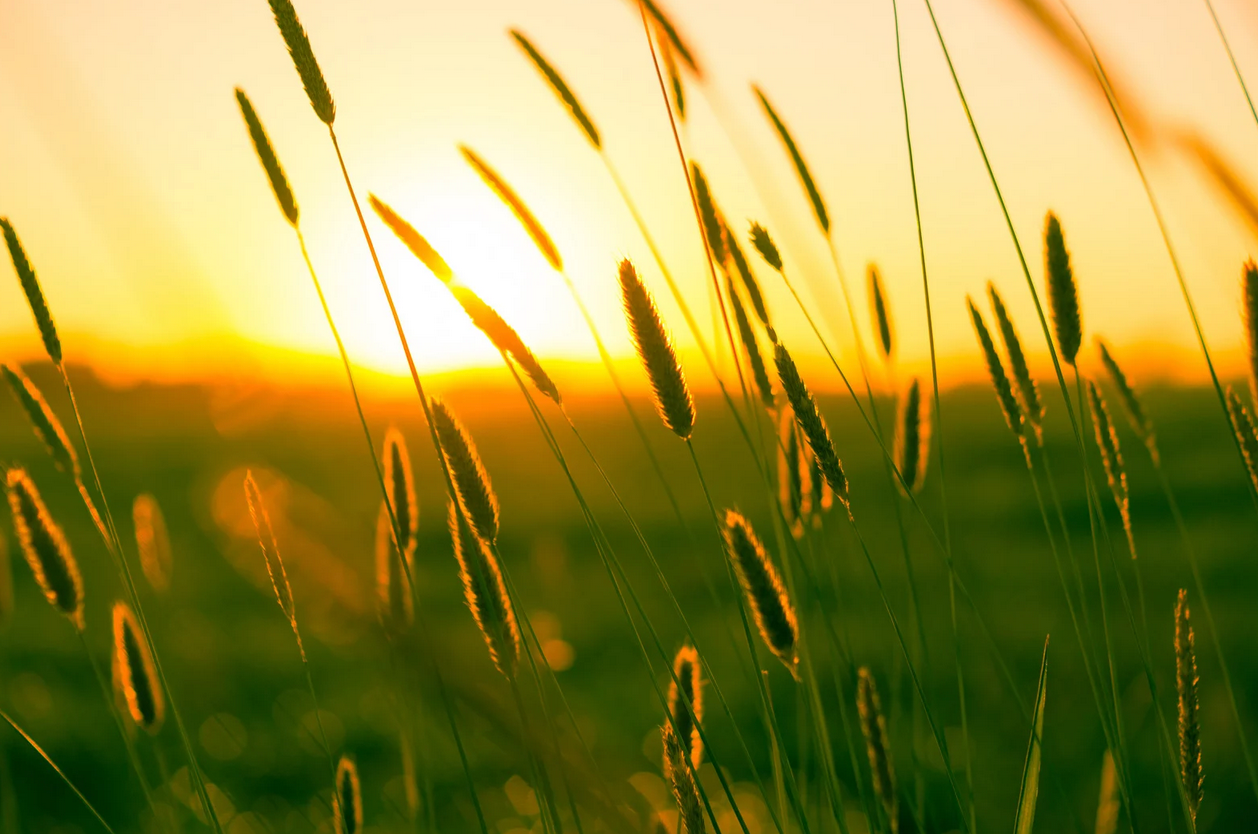 Embracing Nature and Life Energy: My Journey into Technology Detox